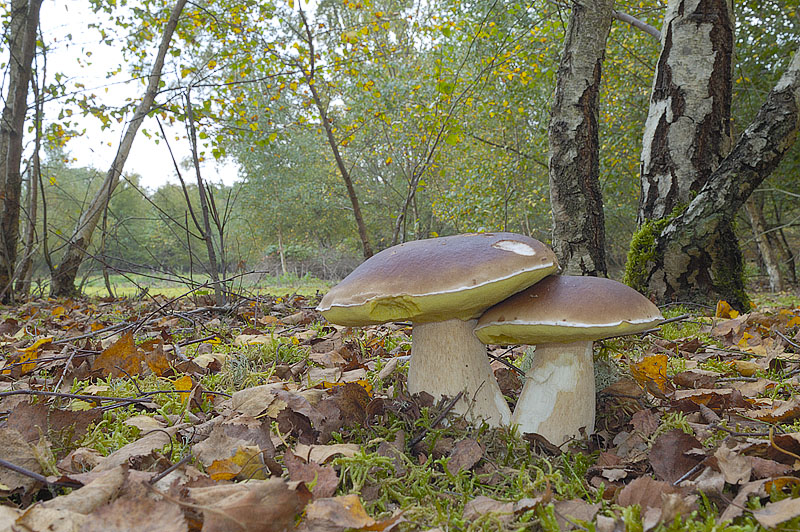 Boletus edulis